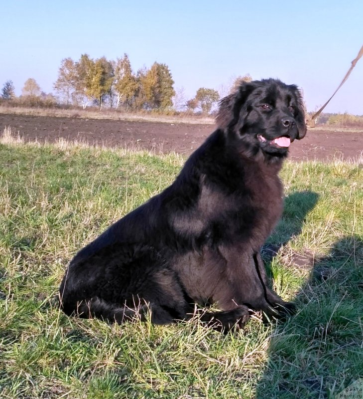 Фото: ньюфаундленд Velyke Malyatko Kralya Karooka