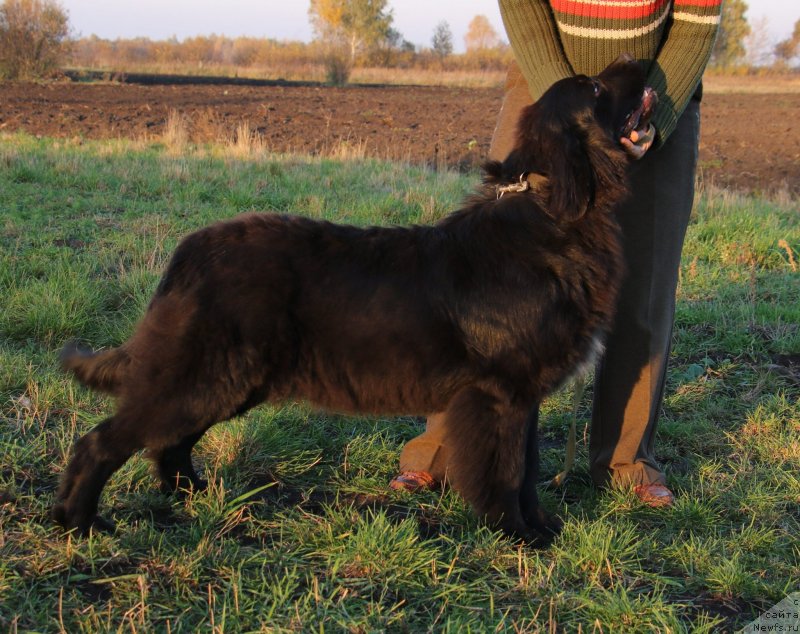Фото: ньюфаундленд Velyke Malyatko Kalyna Bilotsvitna