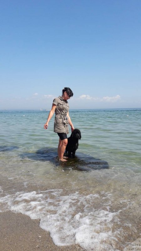 Фото: ньюфаундленд Velyke Malyatko Kupava v Ochereti