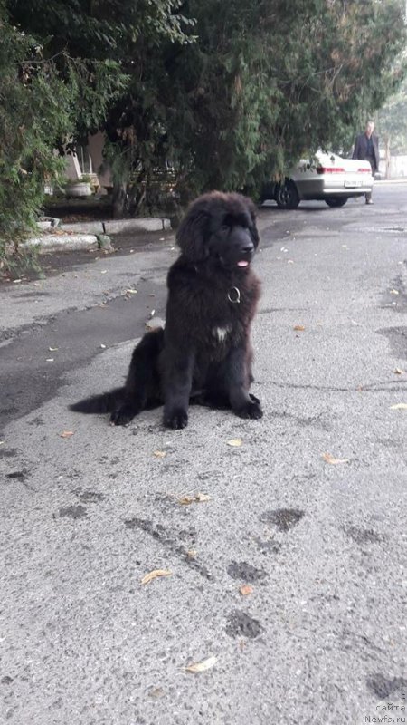 Фото: ньюфаундленд Velyke Malyatko Kupava v Ochereti