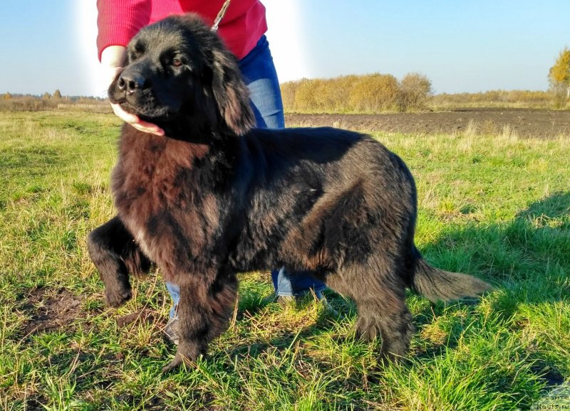 Фото: ньюфаундленд Velyke Malyatko Kyjivs'ka Knyazivna