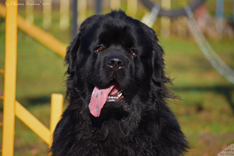 Фото: ньюфаундленд Maksimilian Naslednyiy Princ (Максимилиан Наследный Принц)
