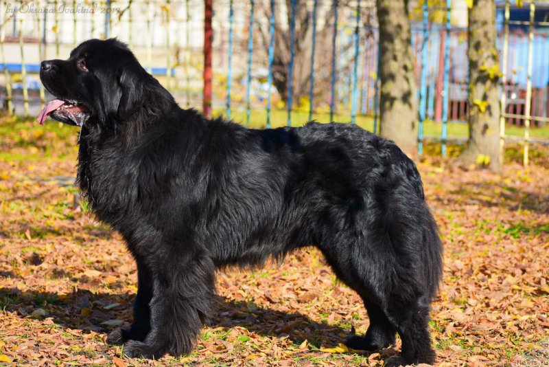 Фото: ньюфаундленд Maksimilian Naslednyiy Princ (Максимилиан Наследный Принц)