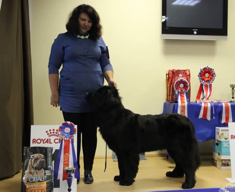 Фото: ньюфаундленд Nezhnaya Karamelka Fiona (Нежная Карамелька Фиона)