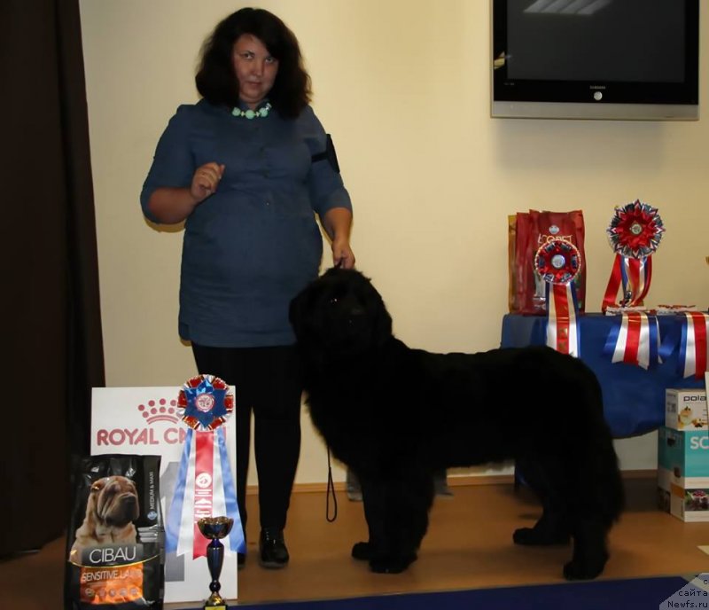 Фото: ньюфаундленд Nezhnaya Karamelka Fiona (Нежная Карамелька Фиона)