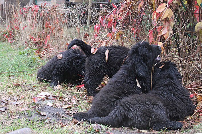 Фотография № 231348