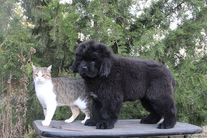 Фото: ньюфаундленд Original s Berega Dona (Оригинал с Берега Дона)