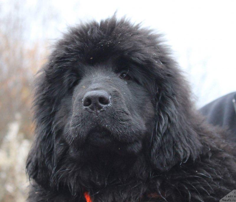 Фото: ньюфаундленд Lucy Maud Montogomery (Люси Мод Монтгомери)