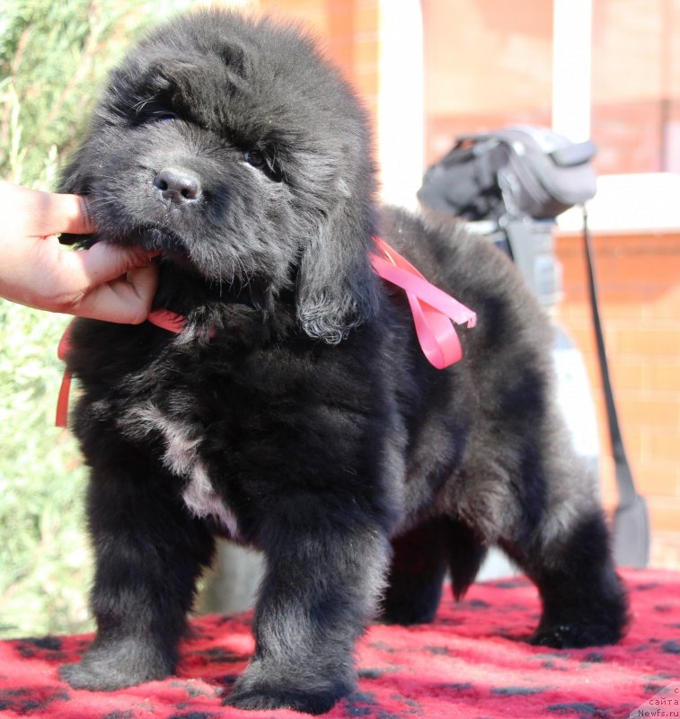 Фото: ньюфаундленд Jemchujina Kubani Koroleva Kubani (Жемчужина Кубани Королева Кубани)