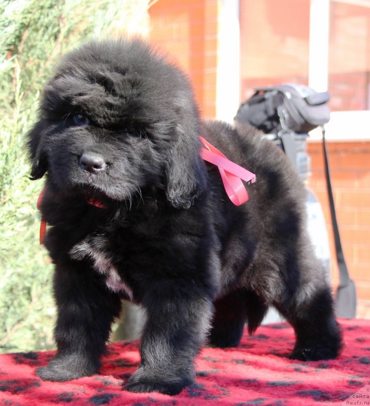 Фото: ньюфаундленд Jemchujina Kubani Koroleva Kubani (Жемчужина Кубани Королева Кубани)