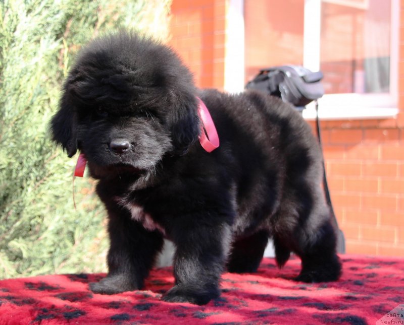 Фото: ньюфаундленд Jemchujina Kubani Koroleva Kubani (Жемчужина Кубани Королева Кубани)