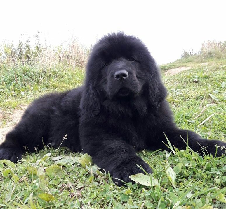 Фото: ньюфаундленд Lily May Ledford (Лилу Мэй Ледфорд)