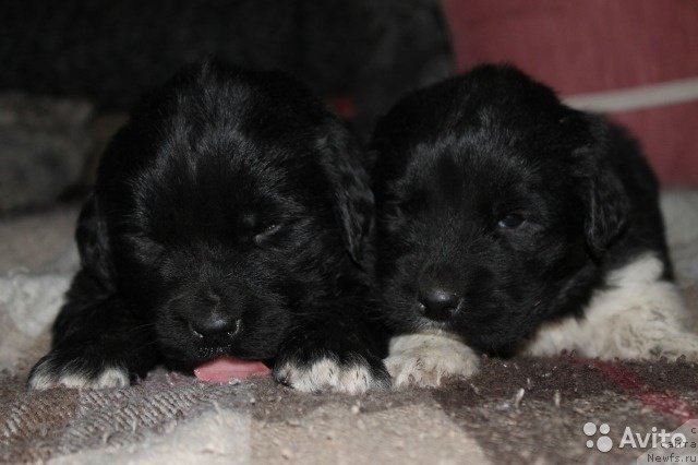 Фото: ньюфаундленд Stepnaya Pal'mira Edinstvennyiy Moy (Степная Пальмира Единственный Мой)