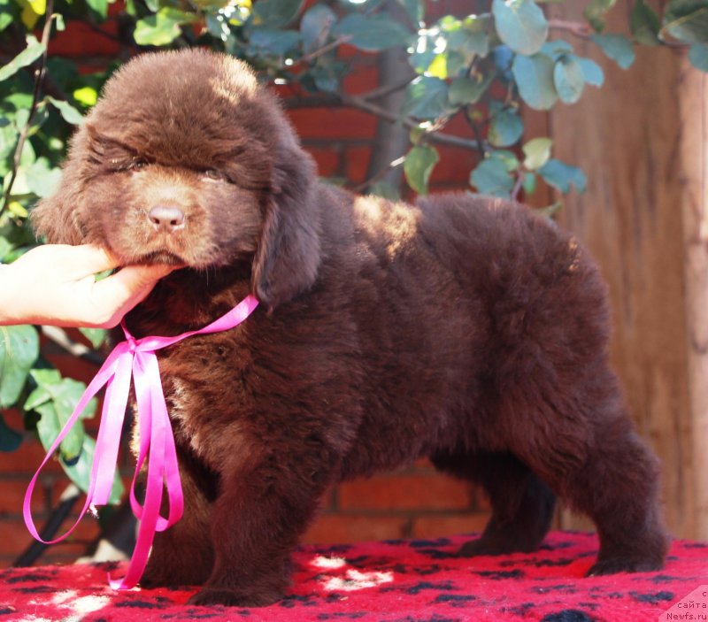 Фото: ньюфаундленд Jemchujina Kubani Krasnodarskaya Knyajna (Жемчужина Кубани Краснодарская Княжна)