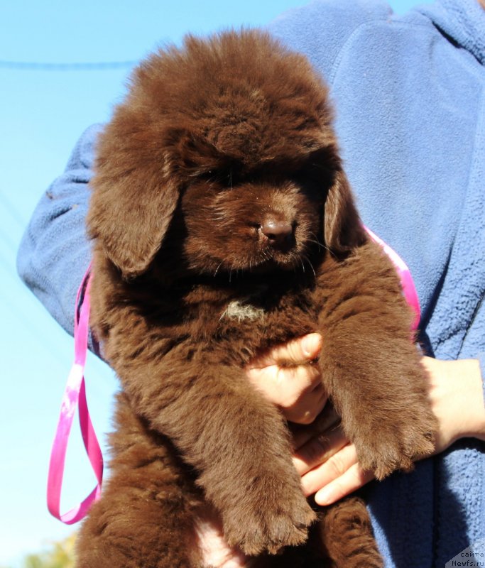 Фото: ньюфаундленд Jemchujina Kubani Krasnodarskaya Knyajna (Жемчужина Кубани Краснодарская Княжна)