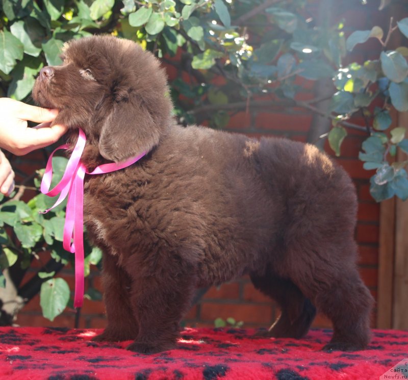 Фото: ньюфаундленд Jemchujina Kubani Krasnodarskaya Knyajna (Жемчужина Кубани Краснодарская Княжна)