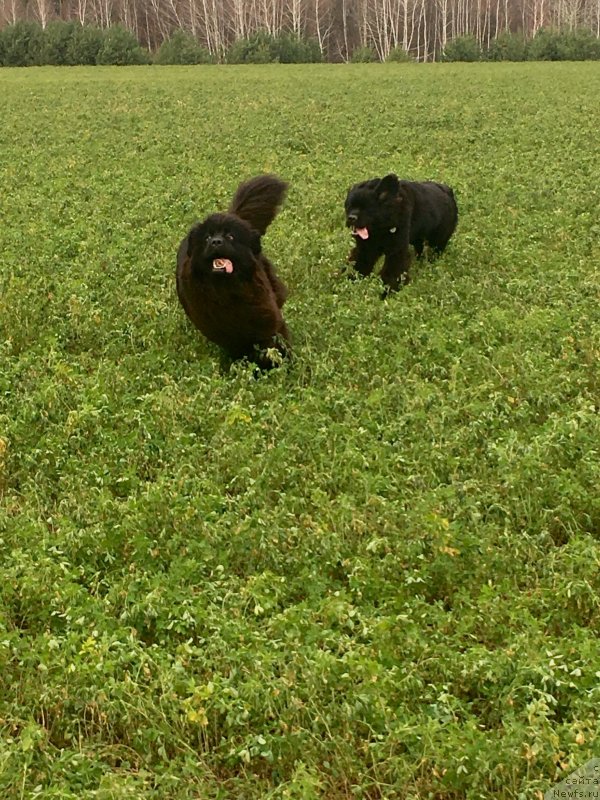 Фото: ньюфаундленд Brownblood MSK Lavy Neman (Браунблад MCК Лави Нэман), ньюфаундленд Moya Stikhiya Lamborghini (Моя Стихия Ламборджини)