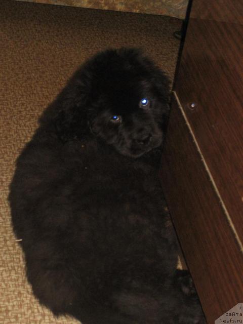 Фото: ньюфаундленд Sent Djons Redjinal'd Fildi Arvizu (Сент Джонс Реджинальд Филди Арвизу)