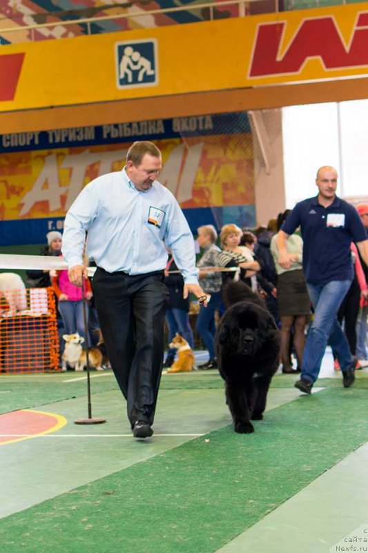 Фото: ньюфаундленд Smigar Believe me I’m Doctor (Смигар Билив Ми Ай’м Доктор)