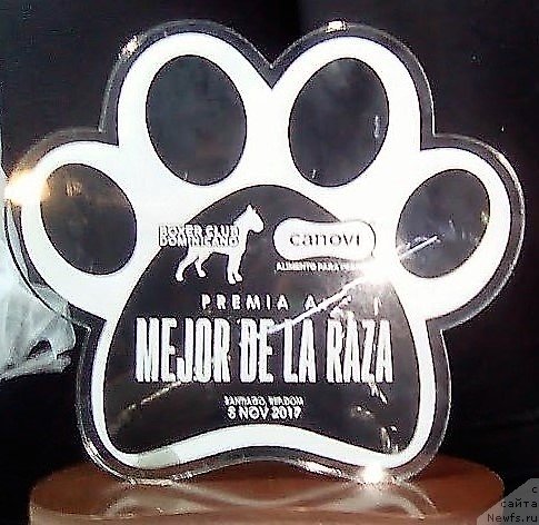 Фото: ньюфаундленд Waterton-Lakes Bear Now and Forever Zhade (Уотертон-Лейкс Беар Нау энд Форевер Жаде)