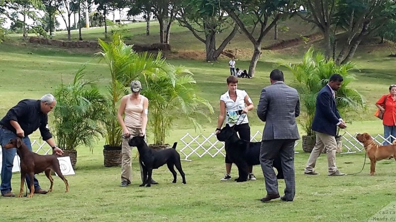 Фото: ньюфаундленд Waterton-Lakes Bear Now and Forever Zhade (Уотертон-Лейкс Беар Нау энд Форевер Жаде)