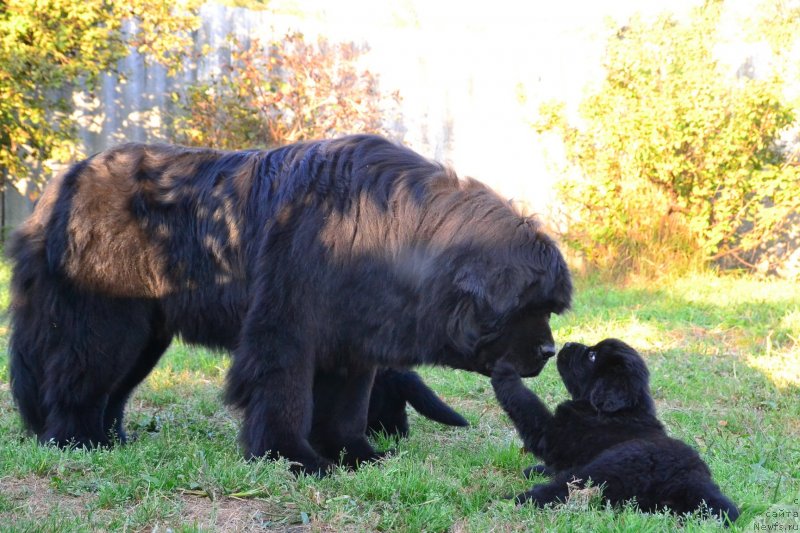Фото: ньюфаундленд Talisman Morya La-Valetta (Талисман Моря Ла-Валетта)