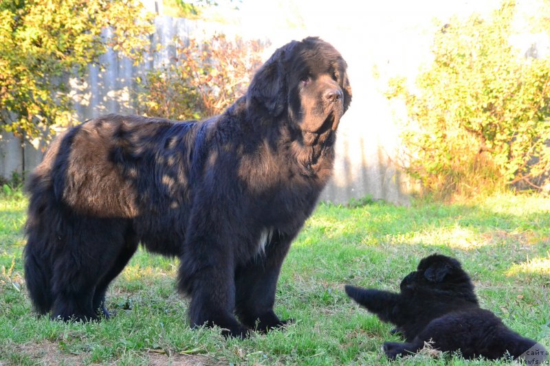 Фото: ньюфаундленд Talisman Morya La-Valetta (Талисман Моря Ла-Валетта)