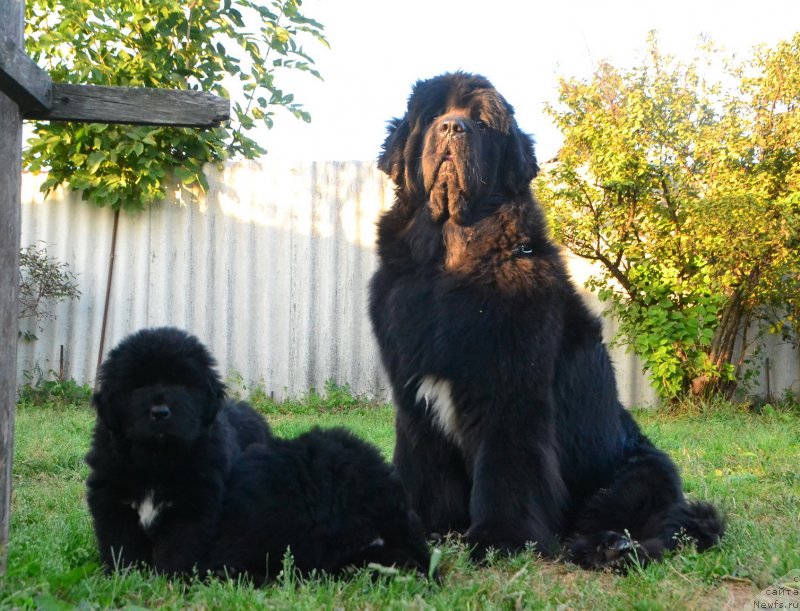 Фото: ньюфаундленд Talisman Morya La-Valetta (Талисман Моря Ла-Валетта)