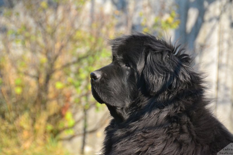 Фото: ньюфаундленд I'm Little Princess Midnight Bear