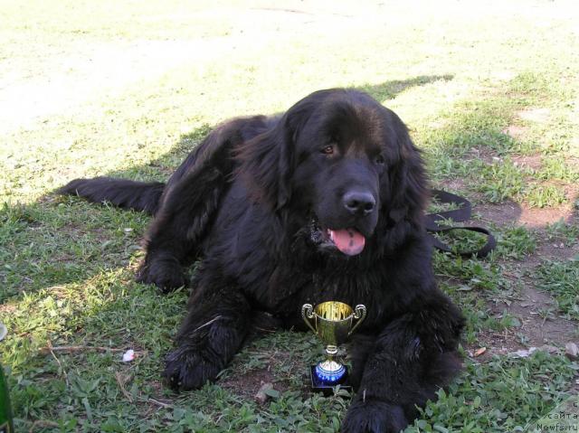 Фото: ньюфаундленд Ayk Viva Djenis (Айк Вива Дженис)