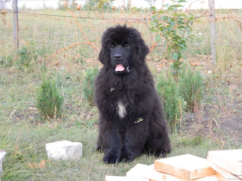 Фото: Дети Трикси