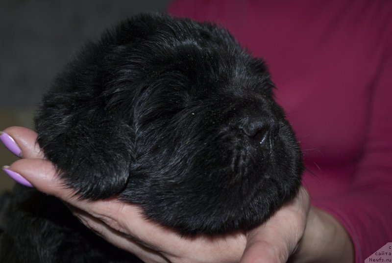 Фото: [d11863] и, ньюфаундленд CHernyiy Balu Donna (Черный Балу Донна)