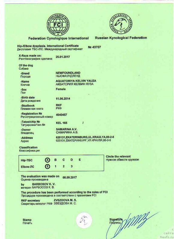 Фото: ньюфаундленд Aquatoriya Kelvin Yauza (Акватория Келвин Яуза), ньюфаундленд Aquatoriya Kelvin Yauza (Акватория Келвин Яуза)