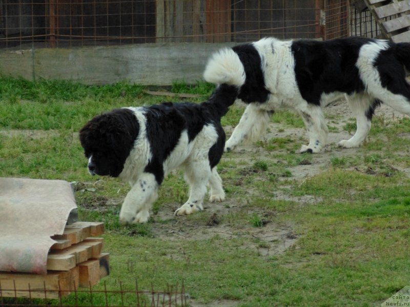 Фото: ньюфаундленд Baffi ot Karel'skih Medvedey (Баффи от Карельских Медведей)