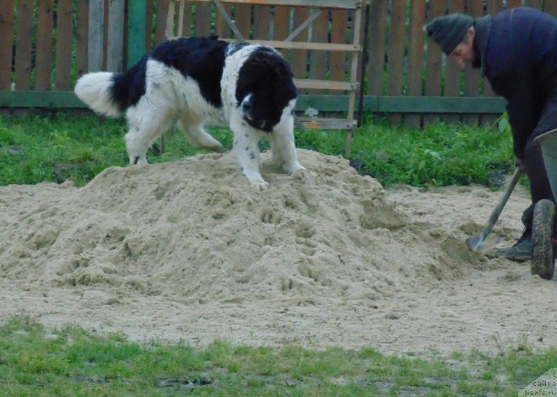 Фото: ньюфаундленд Baffi ot Karel'skih Medvedey (Баффи от Карельских Медведей)