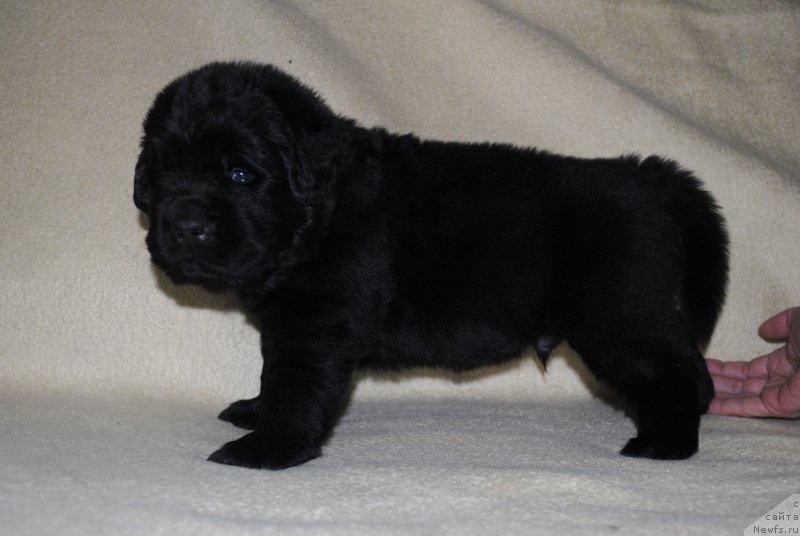 Фото: ньюфаундленд Stepnaya Pal'mira Estestvenno YA Luchshiy (Степная Пальмира Естественно Я Лучший), ньюфаундленд CHernyiy Balu Donna (Черный Балу Донна)