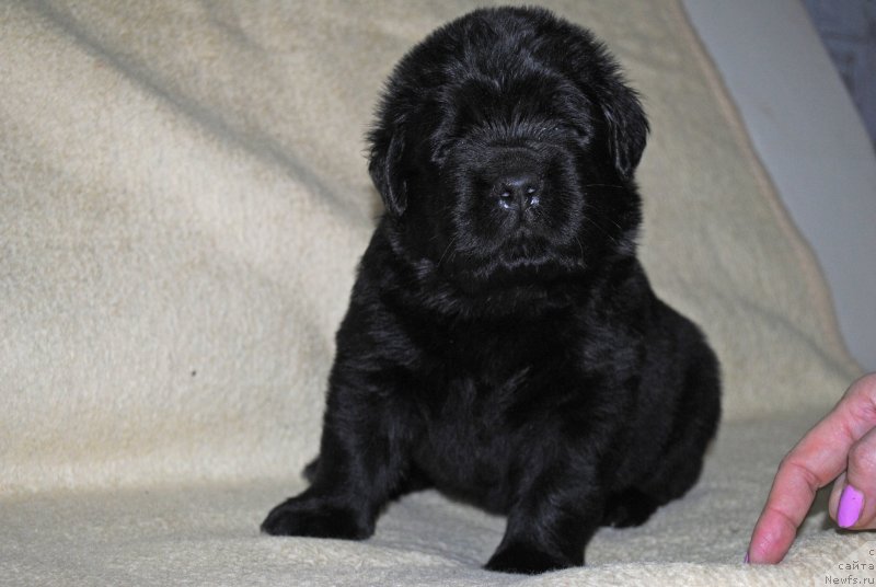 Фото: ньюфаундленд Stepnaya Pal'mira Estestvenno YA Luchshiy (Степная Пальмира Естественно Я Лучший), ньюфаундленд CHernyiy Balu Donna (Черный Балу Донна)