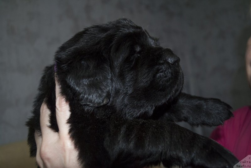 Фото: ньюфаундленд Stepnaya Pal'mira Estestvenno YA Luchshiy (Степная Пальмира Естественно Я Лучший), ньюфаундленд CHernyiy Balu Donna (Черный Балу Донна)