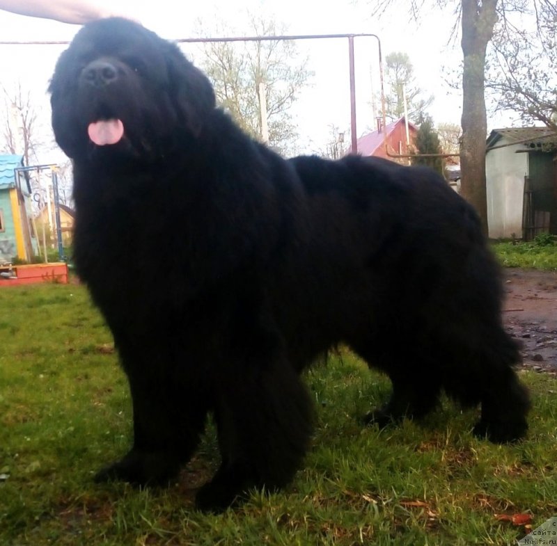 Фото: ньюфаундленд Dar Svezyi Sii YEnd YEdmire (Дар Свезы Сии Энд Эдмире)