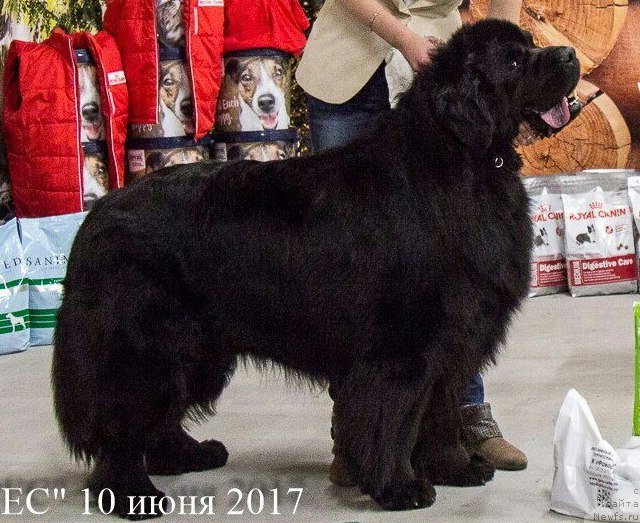 Фото: ньюфаундленд Dar Svezyi Sii YEnd YEdmire (Дар Свезы Сии Энд Эдмире)