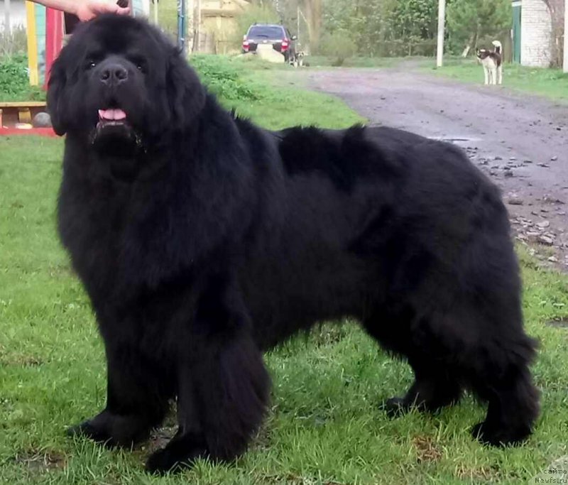 Фото: ньюфаундленд Dar Svezyi Sii YEnd YEdmire (Дар Свезы Сии Энд Эдмире)