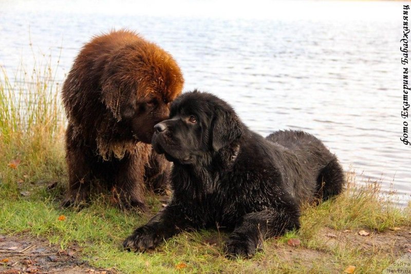 Фото: ньюфаундленд Brownblood MSK Abrams-Strong (Браунблад МСК Абрамс-Стронг), ньюфаундленд Chernaya Mafia Because I Am Worth It (Черная Мафия Бекаусе И Ам Вортх Ит)