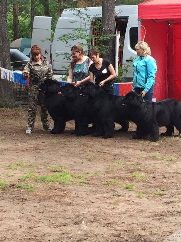 Фото: ньюфаундленд Njufort Shawn Wallmar Triumph (Ньюфорт Шон Волмари Триумф), ньюфаундленд N'yufort Taym's Gold Aleksa (Ньюфорт Тайм'с Голд Алекса), ньюфаундленд N'yufort Carskaya Doch' (Ньюфорт Царская Дочь), ньюфаундленд N'yufort Carica Nochi (Ньюфорт Царица Ночи)