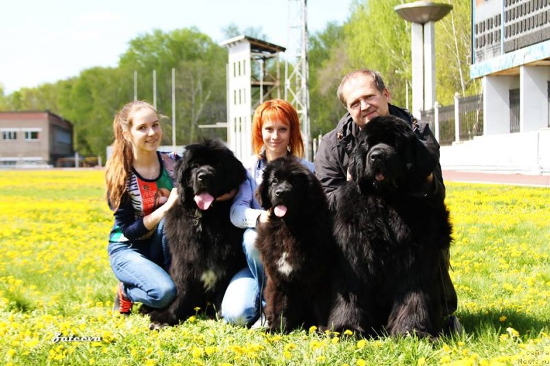 Фото: ньюфаундленд N'yufort Azet Abayya (Ньюфорт Азет Абайя), ньюфаундленд N'yufort Jordjiya (Ньюфорт Жорджия), ньюфаундленд Njufort Shawn Wallmar Triumph (Ньюфорт Шон Волмари Триумф)