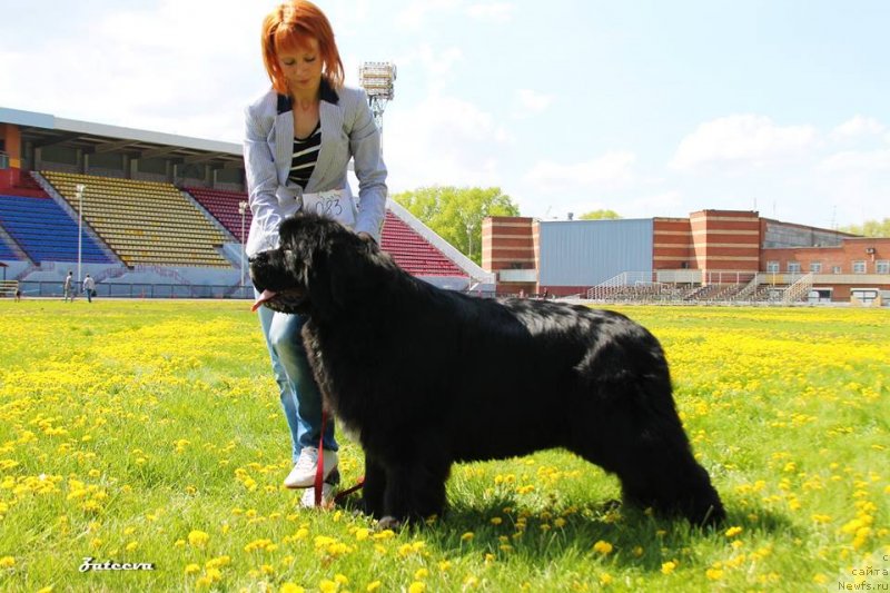 Фото: ньюфаундленд N'yufort Azet Abayya (Ньюфорт Азет Абайя)