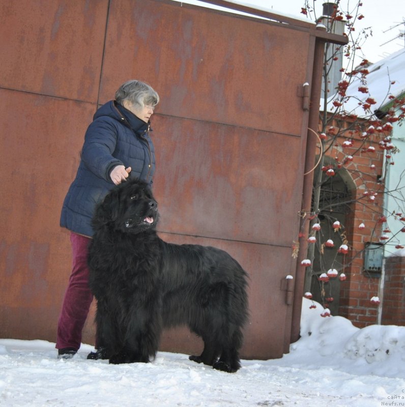 Фото: ньюфаундленд Dan's Memori Prem'er Liga (Дан'с Мемори Премьер Лига), Nadejda Ermilova (Надежда Ермилова)