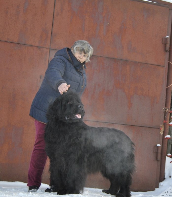 Фото: ньюфаундленд Dan's Memori Prem'er Liga (Дан'с Мемори Премьер Лига)