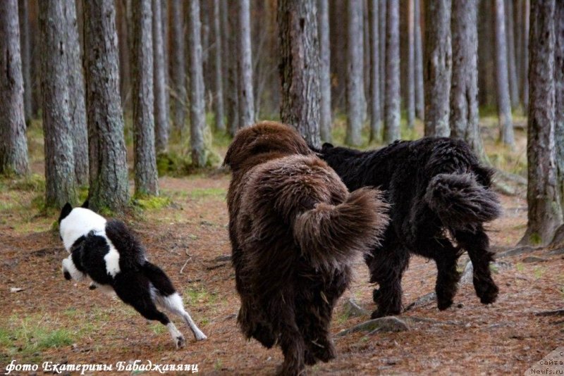 Фото: Фортис, ньюфаундленд Brownblood MSK Abrams-Strong (Браунблад МСК Абрамс-Стронг), ньюфаундленд Chernaya Mafia Because I Am Worth It (Черная Мафия Бекаусе И Ам Вортх Ит)