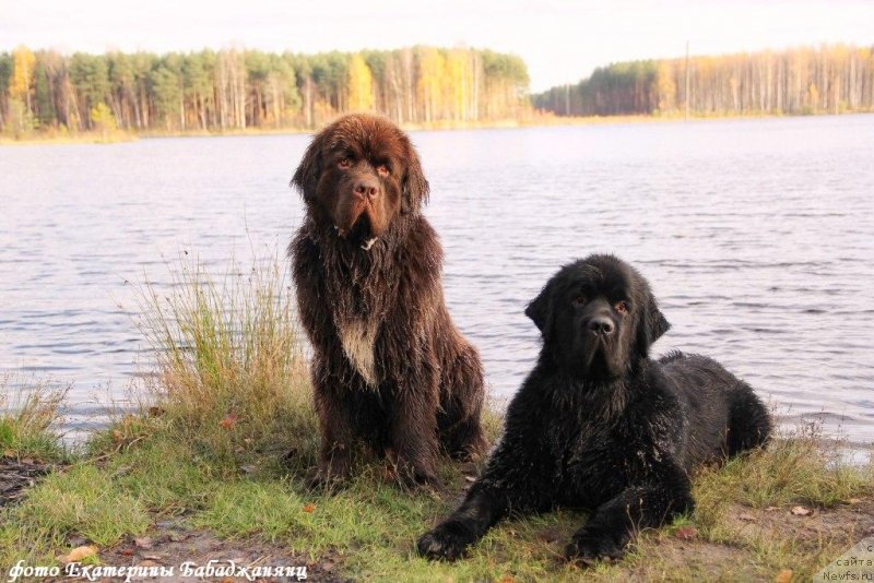 Фото: ньюфаундленд Brownblood MSK Abrams-Strong (Браунблад МСК Абрамс-Стронг), ньюфаундленд Chernaya Mafia Because I Am Worth It (Черная Мафия Бекаусе И Ам Вортх Ит)