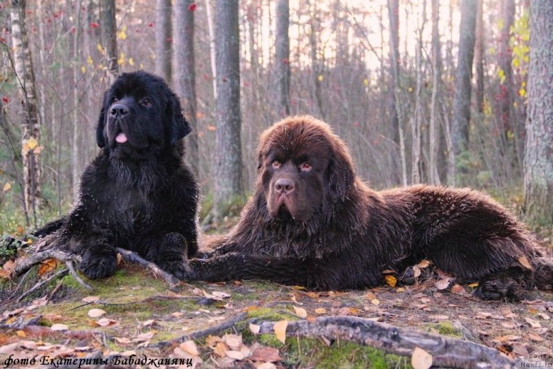 Фото: ньюфаундленд Brownblood MSK Abrams-Strong (Браунблад МСК Абрамс-Стронг), ньюфаундленд Chernaya Mafia Because I Am Worth It (Черная Мафия Бекаусе И Ам Вортх Ит)